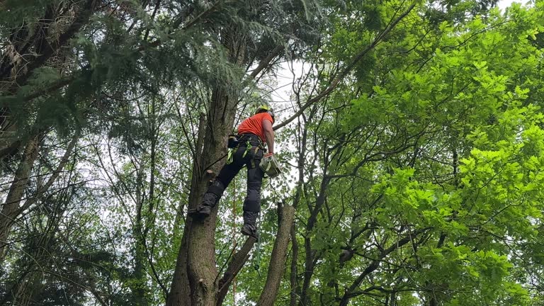 Trusted Sun Valley, PA Tree Removal and Landscaping Services Experts